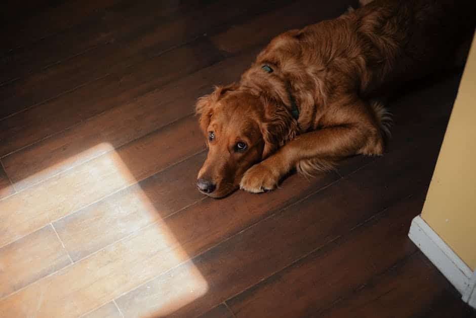 Top Rated Solutions for the Best Floor Cleaner for Pet Urine